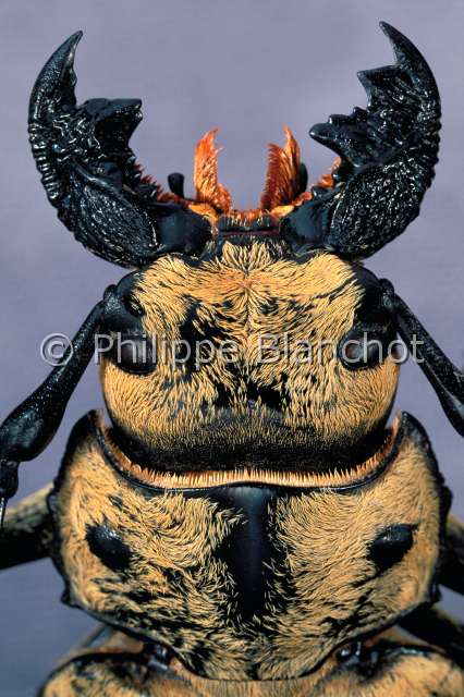 Trictenotoma grayi.JPG - in "Portraits d'insectes" ed. SeuilTrictenotoma grayiTyranColeopteraTrictenotomidaeInde